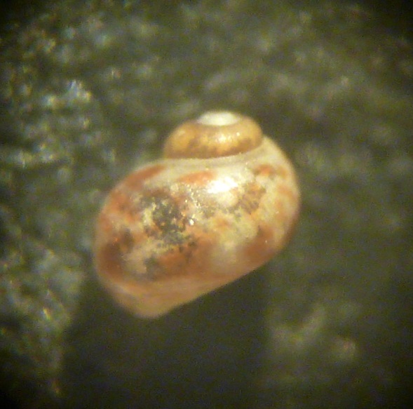 Tricolia miniata?